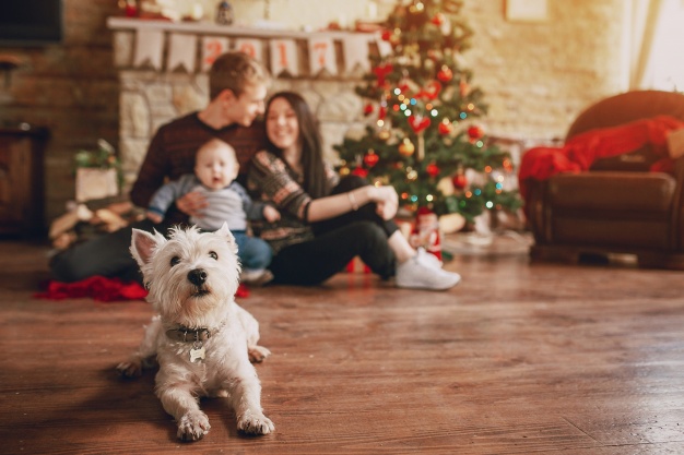 dog sitting on the wooden floor with a family background 23 2147583540