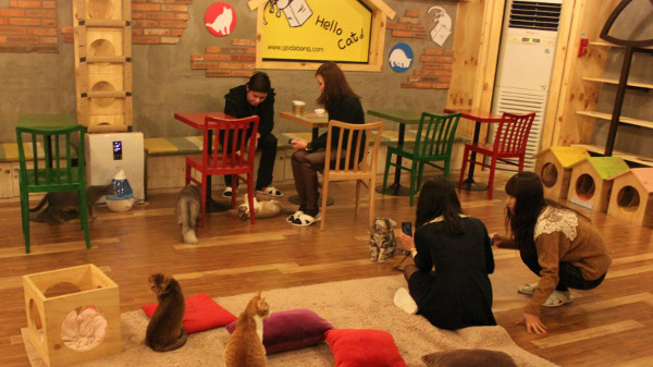 cat cafe1