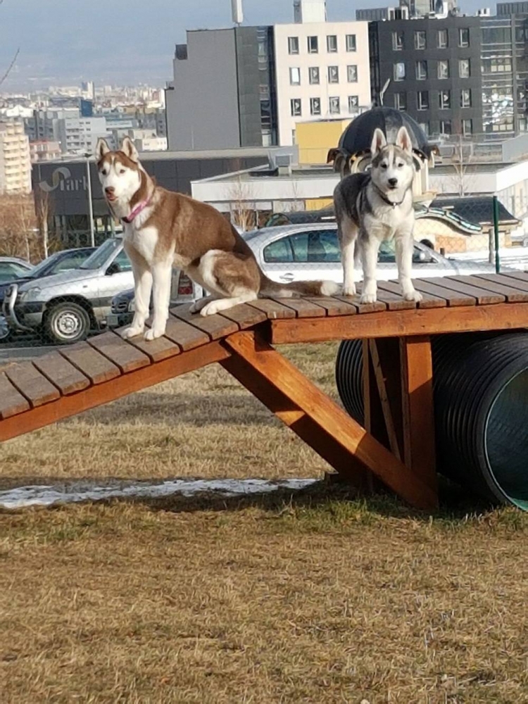 Лов на хъскита